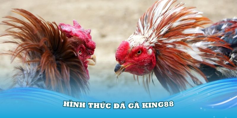 Một số hình thức đá gà King88 nổi tiếng nhất